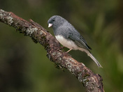 Dark-eyed Junco