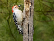 Red-bellied Woodpecker