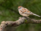 American Tree Sparrow