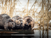 A Family That Bathes Together...
