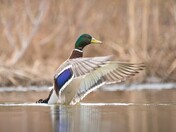 Mallard Duck, Apr 19, 2026