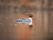 Common Merganser - Female, Apr 12, 2026