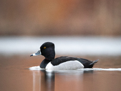 Ring-necked Duck, Apr 3, 2026
