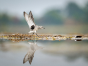 black-bellied plover