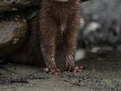 Scrappy 