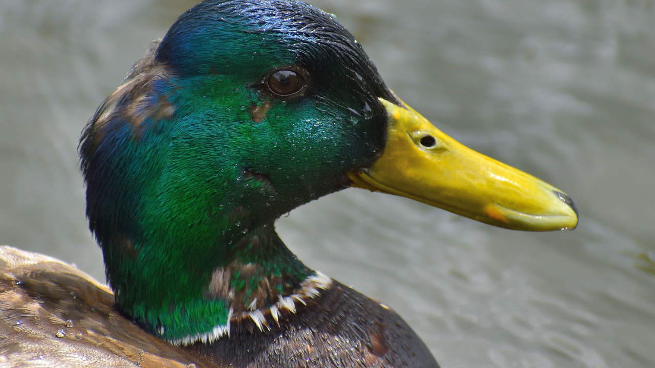 Mallard duck looking at the camera !