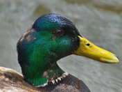 Mallard duck looking at the camera !