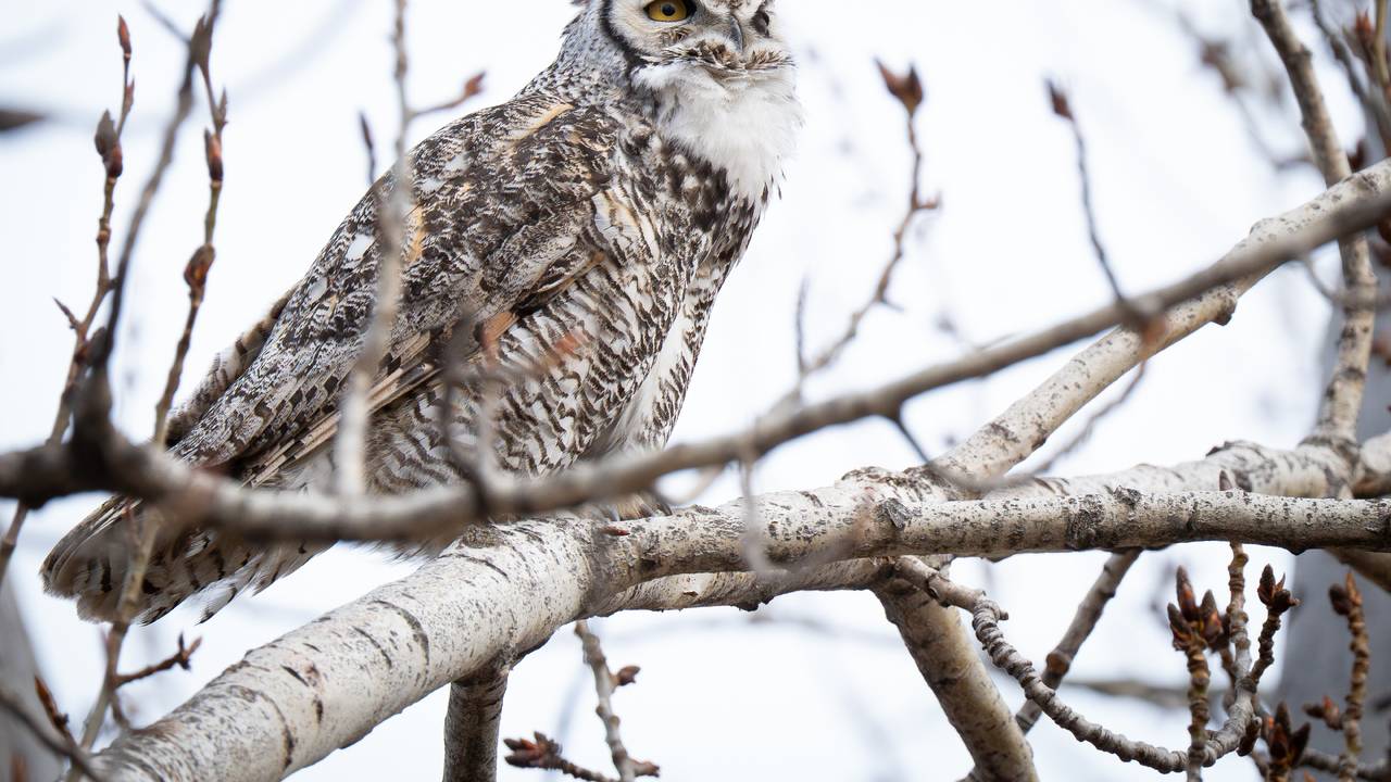 Papa Warns the Crows are Coming