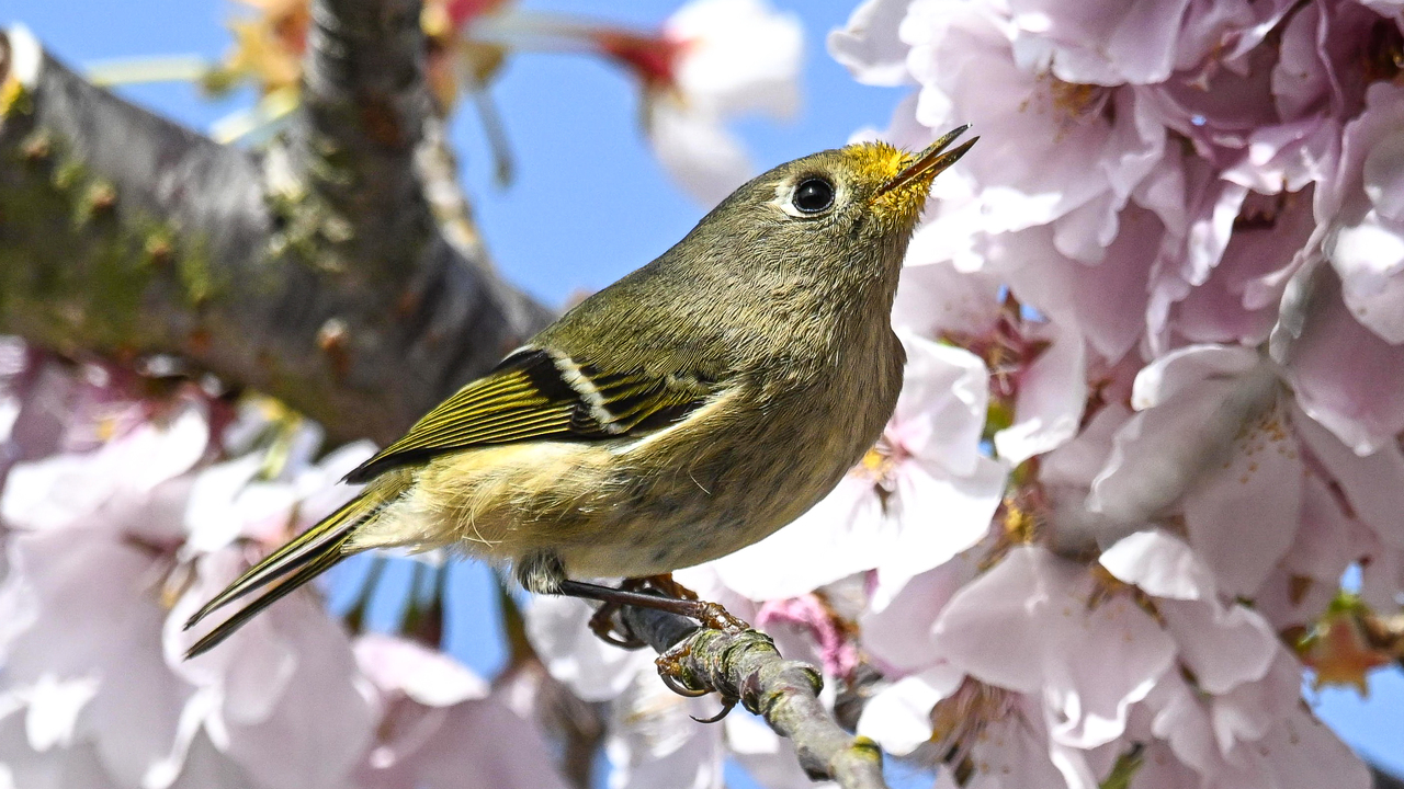 Alot of pollen on that beak