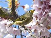 Alot of pollen on that beak