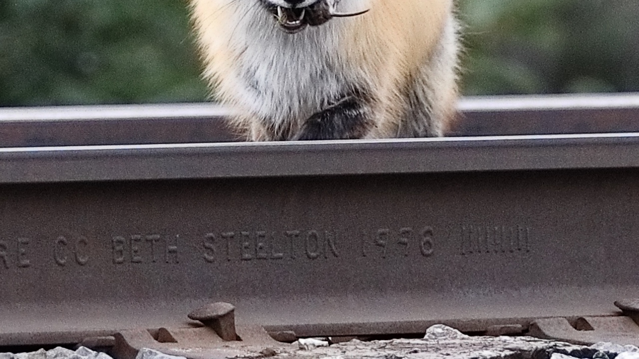 Bringing home the baco….. mouse 