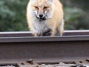 Bringing home the baco….. mouse 