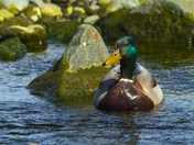 Mature Mallard Drake