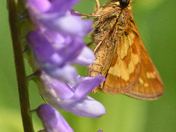 little butterfly sipping the nectar of the Vetch of Jargeau