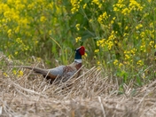 Male Ring-necked Pheasant