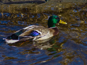 Mallard Drake