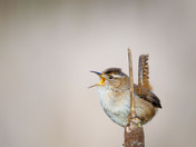 Marsh Wren on Cattail 