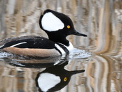 Hooded Merganser drake