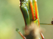 a praying mantis with eyes that look like they come out of a science fiction movie!