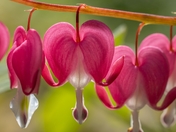 Bleeding Heart flowers (Lamprocapnos spectabilis)
