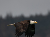 Searching for herring