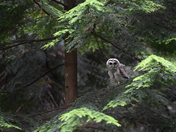 Baby Barred Owl