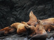 Sleeping Sea lions