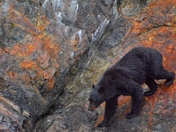 Rock climber