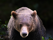 Grizzly