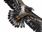 Juvenile Bald Eagle