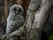 Baby barred owl