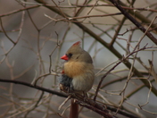 Female Cardinal