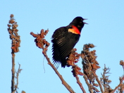 Red Winged Black Bird