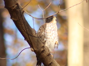 Cooper's Hawk