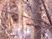 Woodpecker in the forrest