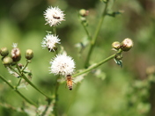 Bee and flower