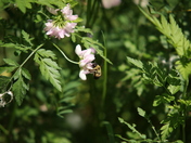 Bee in the forrest