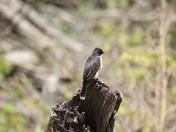 Bank Swallow