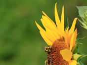 Bees on a Sunflower