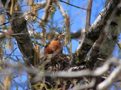 Robin in the nest