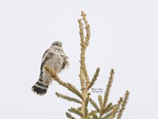 Merlin Falcon