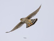 Merlin Falcon