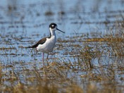 Black-Necked Stilt
