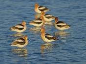 Avocet's
