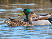 Mallards