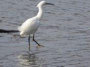Rare Visitor With His Yellow Slippers
