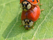 Ladybug Mating
