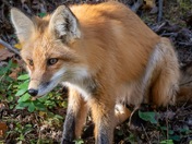 Red Fox