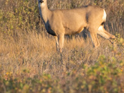 Mule Deer