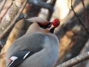 Bohemian Waxwing's Little Tongue and a Berry